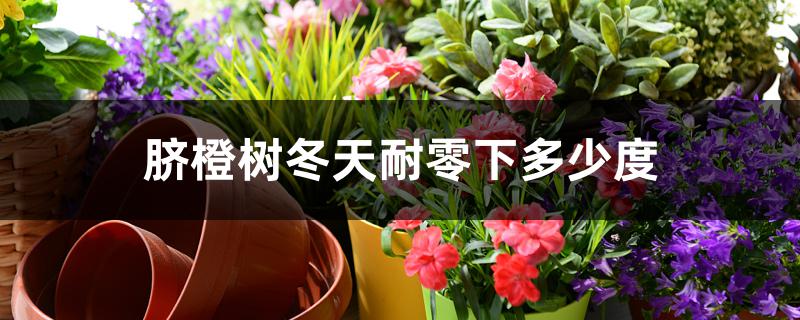 脐橙树冬天耐零下多少度 脐橙树冬天耐零下多少度