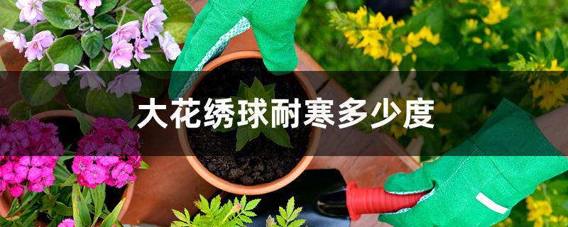 大花绣球耐寒多少度 大花绣球耐寒多少度