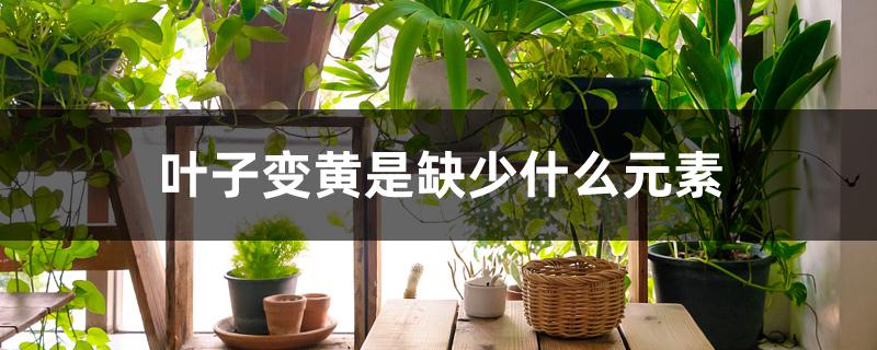 叶子变黄是缺少什么元素 叶子变黄是缺少什么元素