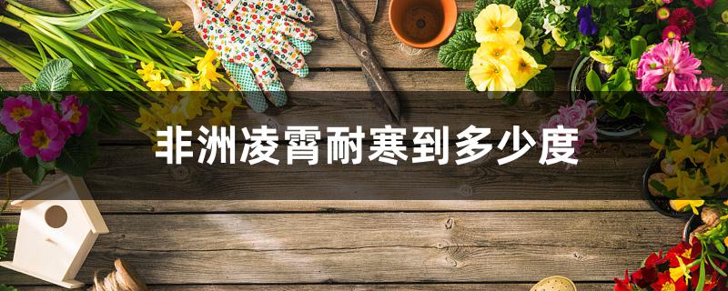 非洲凌霄耐寒到多少度 非洲凌霄耐寒到多少度