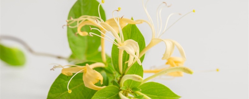 金银花开花生虫怎么办,为什么会长虫 金银花开花生虫怎么办,为什么会长虫