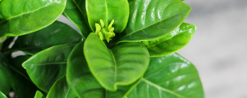 栀子花生蜜虫怎么办,用什么药 栀子花生蜜虫怎么办,用什么药