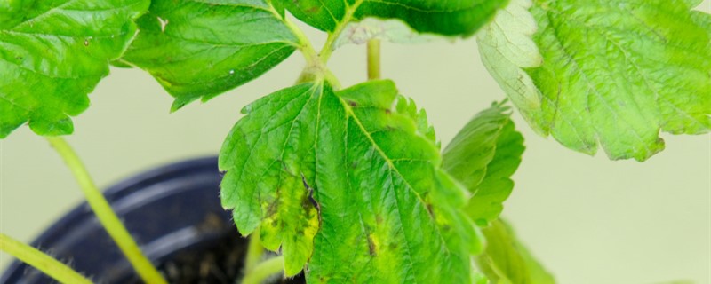 怎样种植草莓,什么时候种植最好 怎样种植草莓,什么时候种植最好