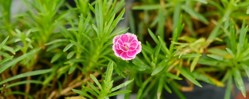 康乃馨的花语和寓意是什么,怎么保鲜 康乃馨的花语和寓意是什么,怎么保鲜