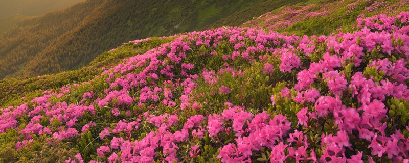 刚买的杜鹃花怎么养活,怎么防治病虫害 刚买的杜鹃花怎么养活,怎么防治病虫害