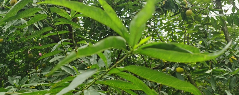 北方果树冬季修剪是什么时间,修剪方法 北方果树冬季修剪是什么时间,修剪方法