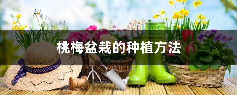 桃梅盆栽的种植方法,怎么养护 桃梅盆栽的种植方法,怎么养护