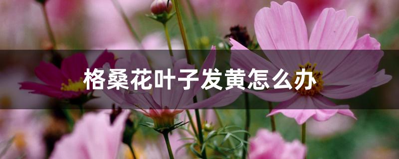 格桑花叶子发黄怎么办,该怎么浇水 格桑花叶子发黄怎么办,该怎么浇水