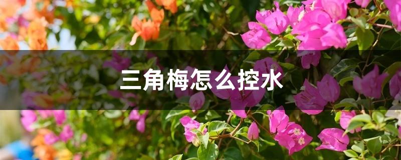 三角梅怎么控水,冬季如何养护 三角梅怎么控水,冬季如何养护