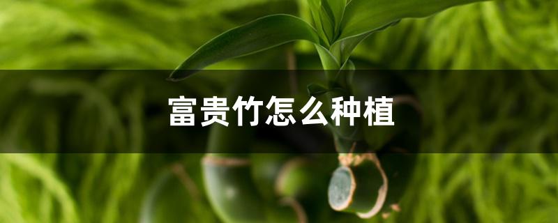 富贵竹怎么种植,多久才会生根 富贵竹怎么种植,多久才会生根