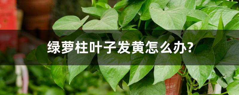 绿萝柱叶子发黄怎么办?为什么会发黄 绿萝柱叶子发黄怎么办?为什么会发黄