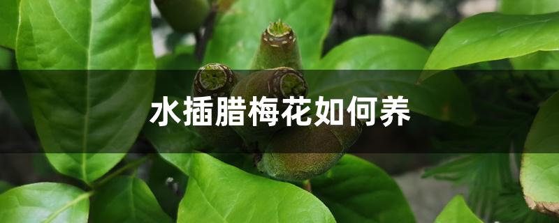 水插腊梅花如何养,插水里要注意什么 水插腊梅花如何养,插水里要注意什么