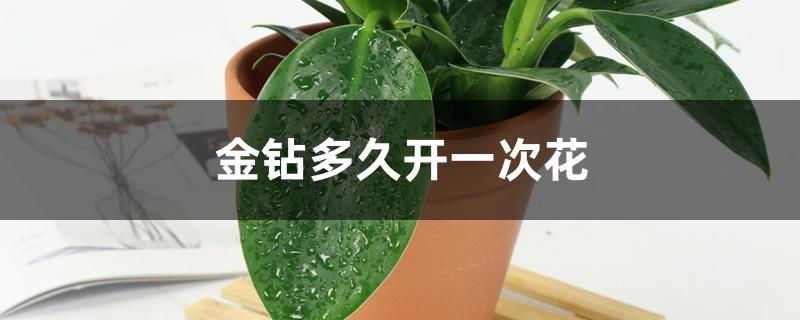 金钻多久开一次花,长得太散怎么办 金钻多久开一次花,长得太散怎么办