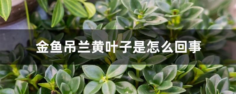 金鱼吊兰黄叶子是怎么回事,怎样补救 金鱼吊兰黄叶子是怎么回事,怎样补救