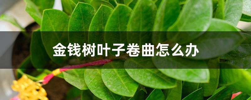 金钱树叶子卷曲怎么办,叶子黄了要剪吗 金钱树叶子卷曲怎么办,叶子黄了要剪吗