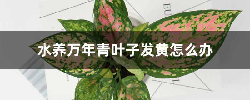 水养万年青叶子发黄怎么办 水养万年青叶子发黄怎么办