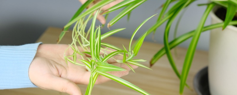 吊兰的花语及代表意义 吊兰的花语及代表意义