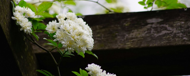 木香花花语 木香花花语
