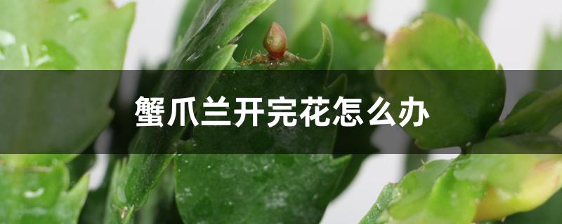 蟹爪兰开完花怎么办,怎么养护 蟹爪兰开完花怎么办,怎么养护