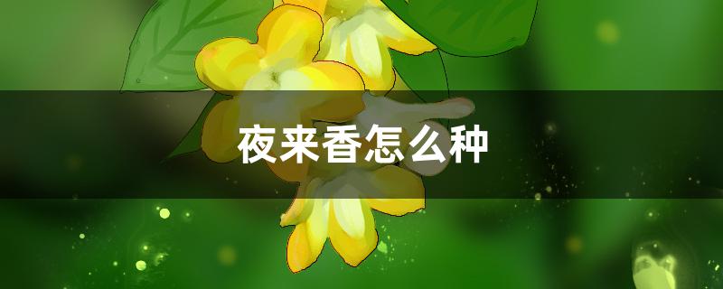 夜来香怎么种,什么时候种 夜来香怎么种,什么时候种