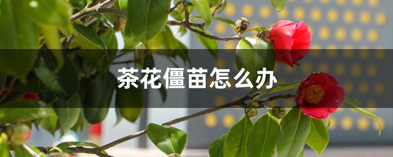 茶花僵苗怎么办,用什么土栽最好 茶花僵苗怎么办,用什么土栽最好