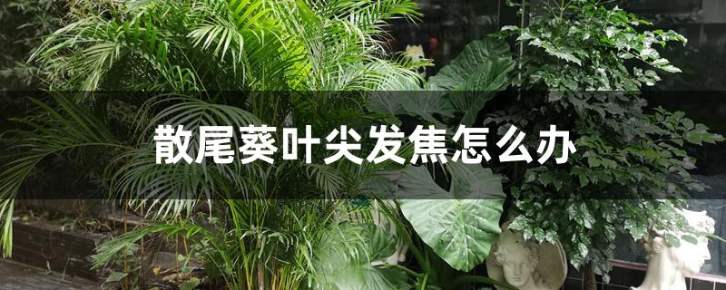 散尾葵叶尖发焦怎么办 散尾葵叶尖发焦怎么办
