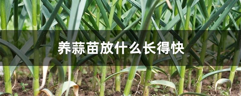 养蒜苗放什么长得快 养蒜苗放什么长得快