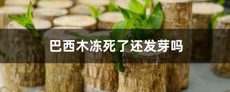 巴西木冻死了还发芽吗 巴西木冻死了还发芽吗