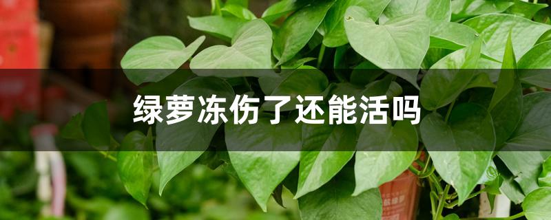 绿萝冻伤了还能活吗 绿萝冻伤了还能活吗