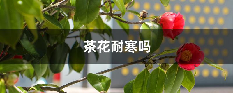 茶花耐寒吗 茶花耐寒吗