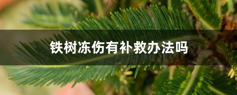 铁树冻伤有补救办法吗 铁树冻伤有补救办法吗