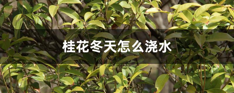 桂花冬天怎么浇水 桂花冬天怎么浇水