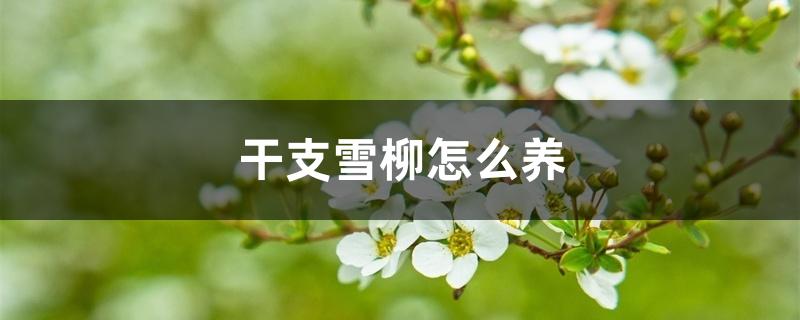 干支雪柳怎么养 干支雪柳怎么养