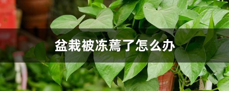 盆栽被冻蔫了怎么办 盆栽被冻蔫了怎么办