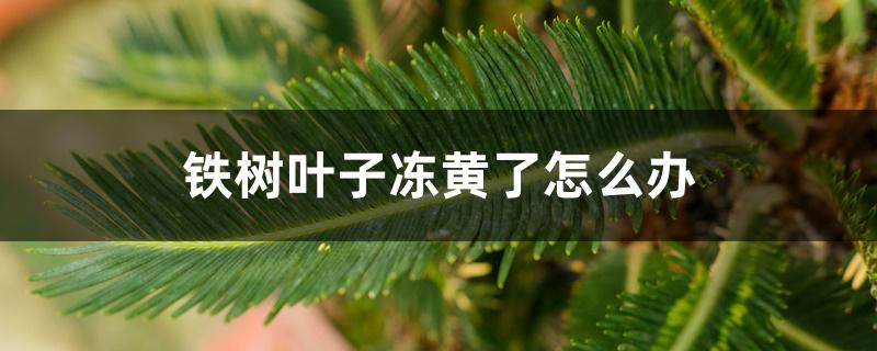 铁树叶子冻黄了怎么办 铁树叶子冻黄了怎么办