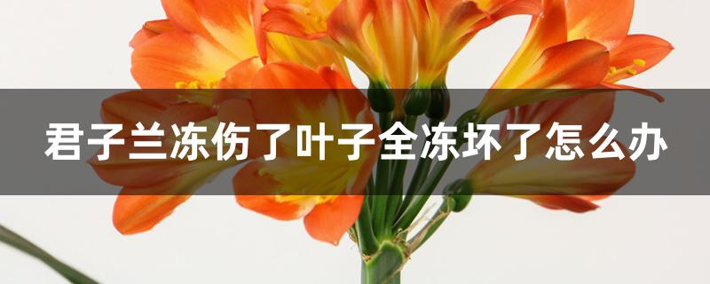 君子兰冻伤了叶子全冻坏了怎么办 君子兰冻伤了叶子全冻坏了怎么办