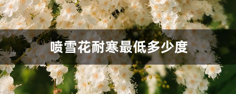 喷雪花耐寒最低多少度 喷雪花耐寒最低多少度