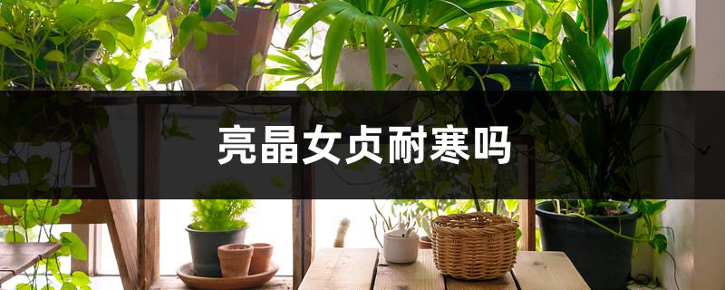亮晶女贞耐寒吗 亮晶女贞耐寒吗