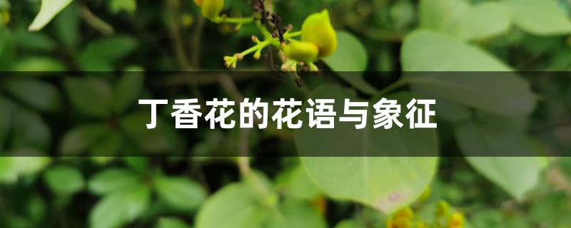 丁香花的花语与象征 丁香花的花语与象征