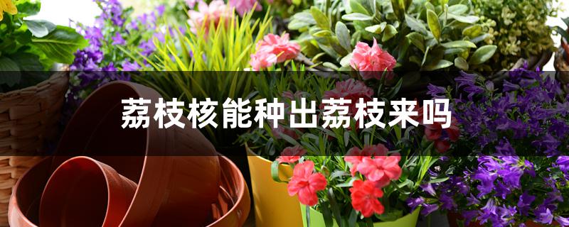 荔枝核能种出荔枝来吗 荔枝核能种出荔枝来吗