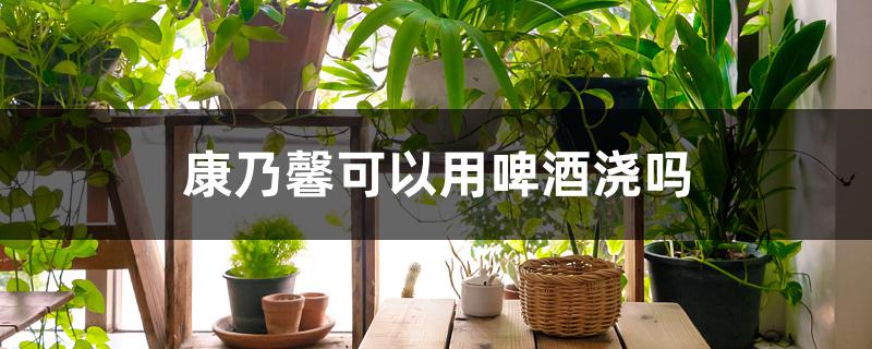 康乃馨可以用啤酒浇吗 康乃馨可以用啤酒浇吗