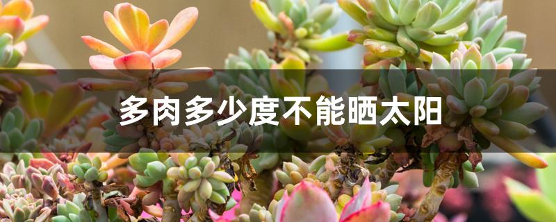多肉多少度不能晒太阳 多肉多少度不能晒太阳