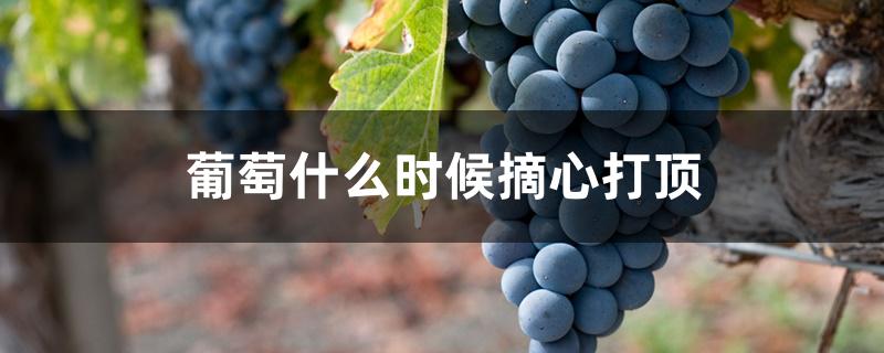 葡萄什么时候摘心打顶 葡萄什么时候摘心打顶