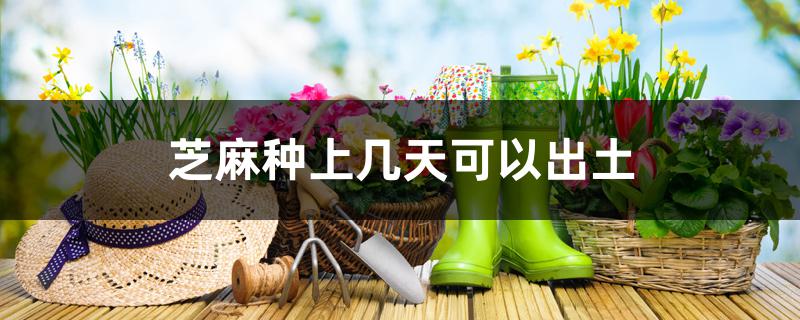 芝麻种上几天可以出土 芝麻种上几天可以出土