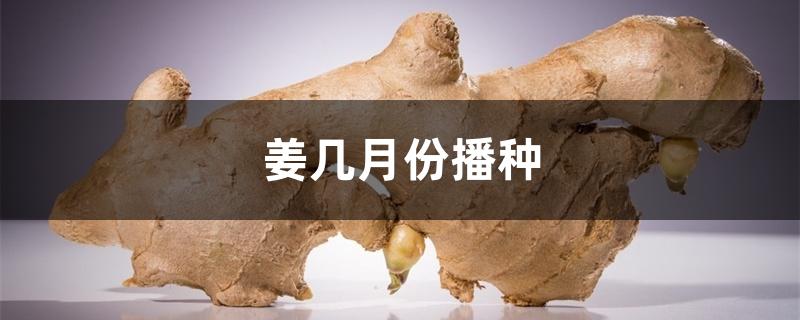 姜几月份播种 姜几月份播种