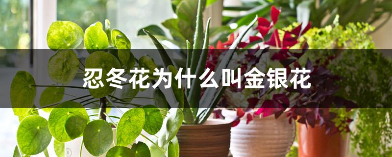 忍冬花为什么叫金银花 忍冬花为什么叫金银花