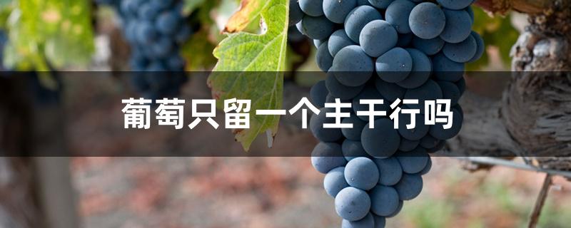 葡萄只留一个主干行吗 葡萄只留一个主干行吗