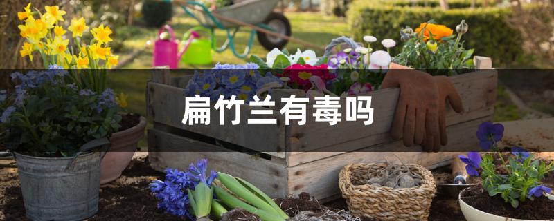 扁竹兰有毒吗 扁竹兰有毒吗