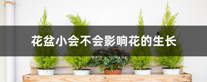 花盆小会不会影响花的生长 花盆小会不会影响花的生长