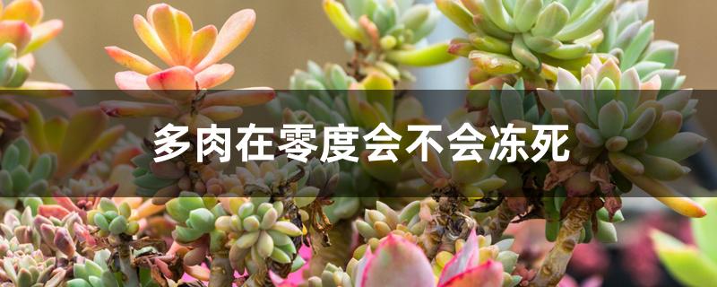 多肉在零度会不会冻死 多肉在零度会不会冻死